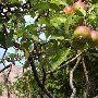 Дикая яблоня в долине Арпат (Зеленогорье)